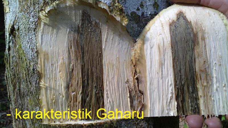 Mengapa Kayu Gaharu Menjadi Primadona di Pasar Global? 20 Kayu Gaharu Karakteristik