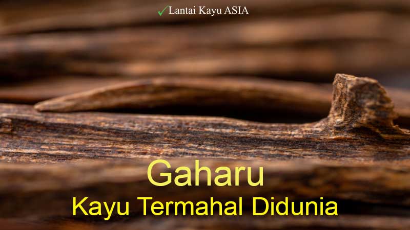 Mengapa Kayu Gaharu Menjadi Primadona di Pasar Global? 2 Kayu Termahal Didunia Gaharu