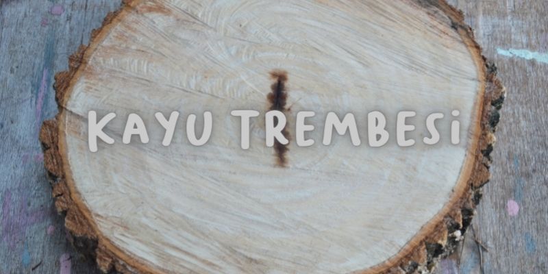 kayu trembesi