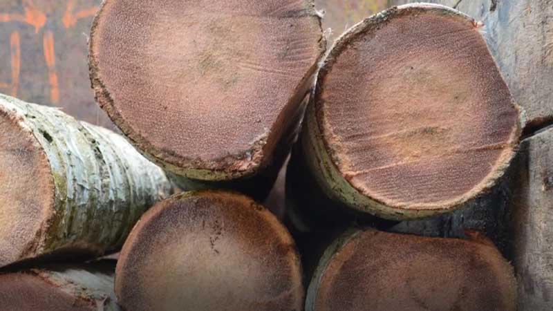 Mengenal Karakteristik dan Keunggulan Kayu Kelapa 23 kelemahan kayu kelapa