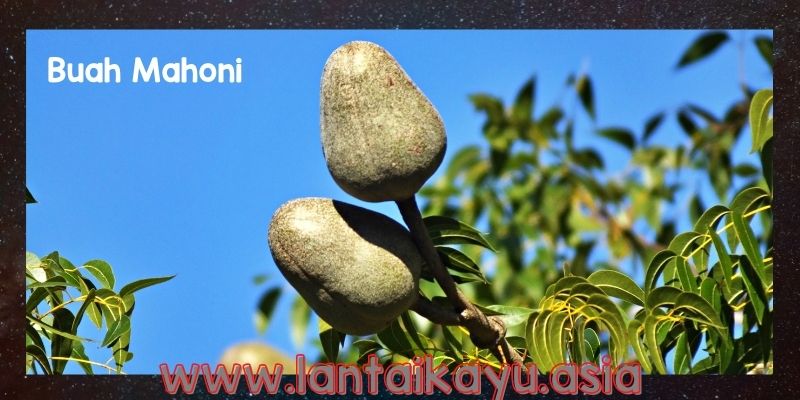 Manfaat pohon mahoni