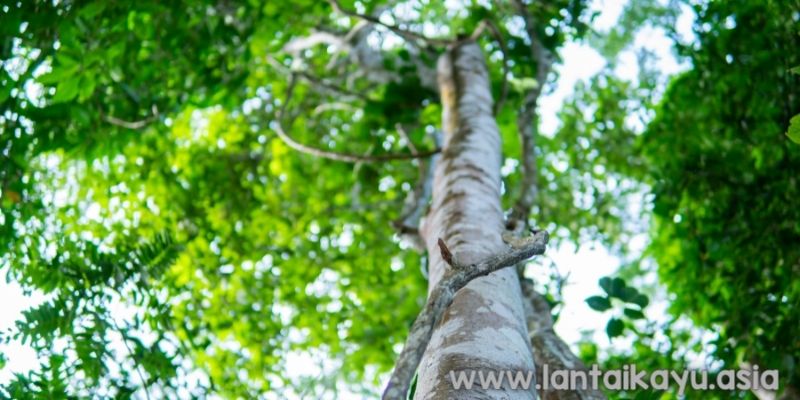 Mengapa Kayu Gaharu Menjadi Primadona di Pasar Global? 21 Karakteristik kayu Gaharu