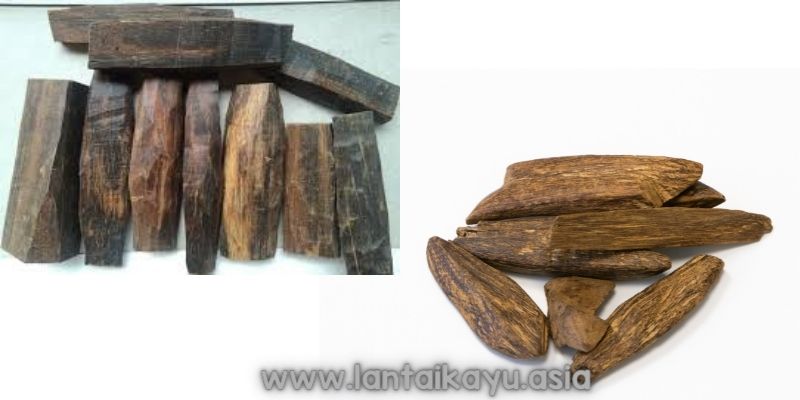 Mengapa Kayu Gaharu Menjadi Primadona di Pasar Global? 19 Tentang Kayu Gaharu