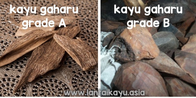 Mengapa Kayu Gaharu Menjadi Primadona di Pasar Global? 22 Ciri-Ciri Kayu Gaharu Super Berdasarkan Jenisnya