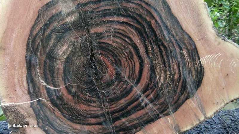 Fakta Menarik Kayu Amara yang Harus Kamu Ketahui 26 Fakta tentang kayu Amara