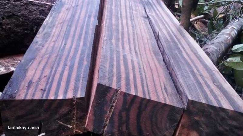 Fakta Menarik Kayu Amara yang Harus Kamu Ketahui 20 Mengenal karakteristik kayu amara