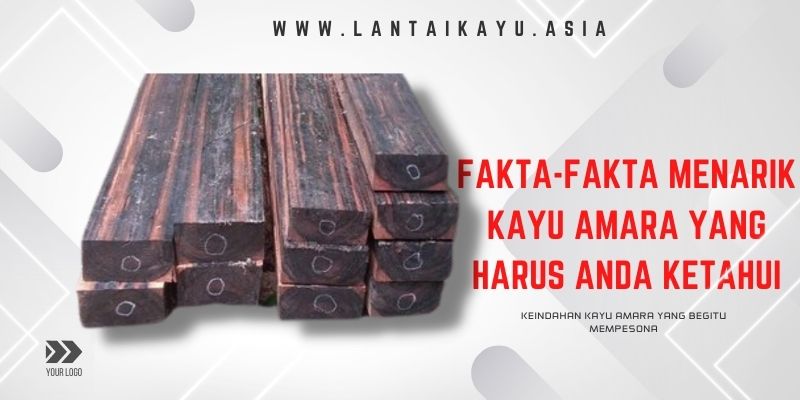 Fakta Menarik Kayu Amara yang Harus Kamu Ketahui 2 fakta kayu amara