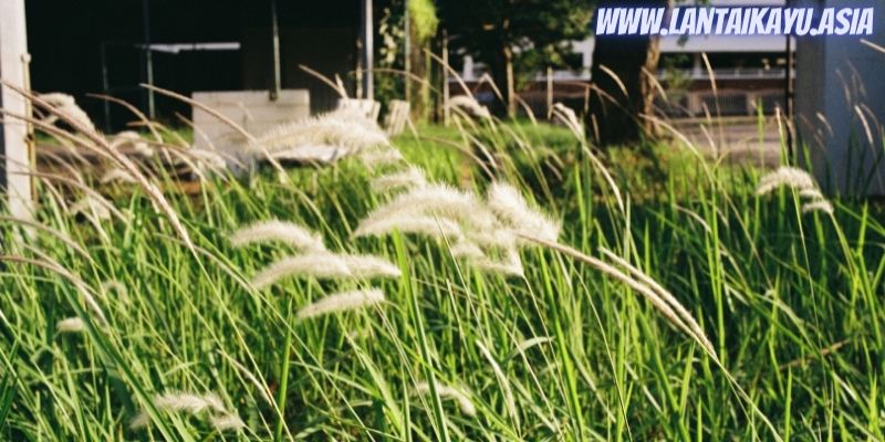 Apa Itu Paranet Pagar? Yuk Kenali Fungsi Dan Harganya 26 fungsi paranet - menyaring terpaan angin kencang