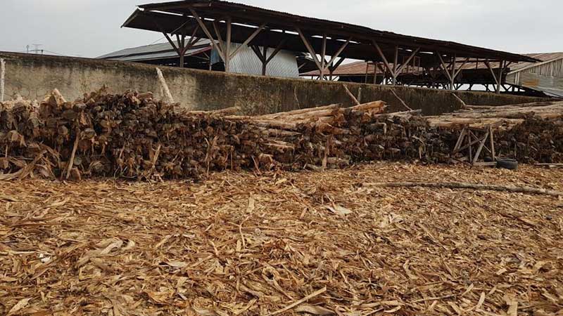 karakteristik kayu gelam dan manfaat dolken