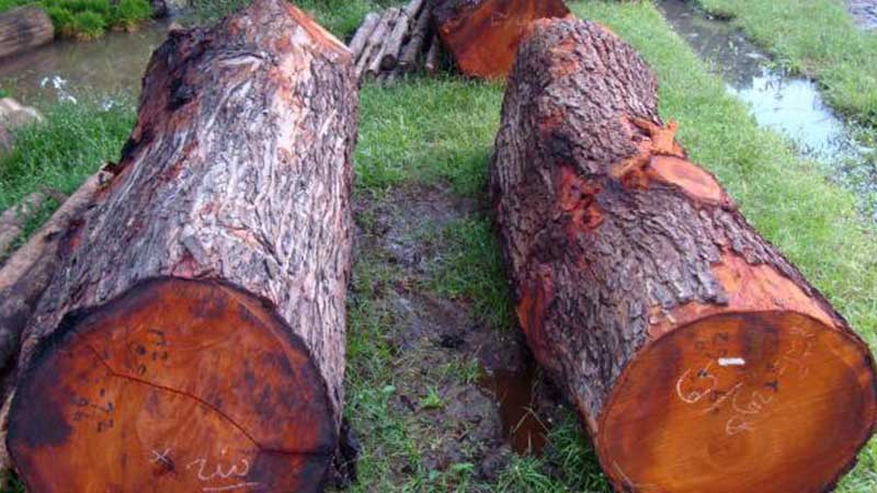 Mengungkap Keunggulan Kayu Mahoni dalam Dunia Furnitur 20 karakteristik kayu mahoni