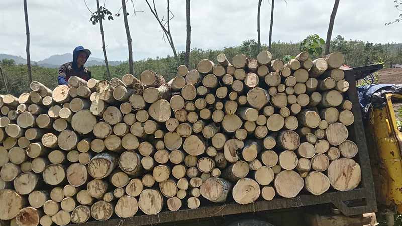 Mengupas Karakteristik Kayu Karet Dan Potensi Yang Dimiliki 19 mengenal karakteristik kayu karet