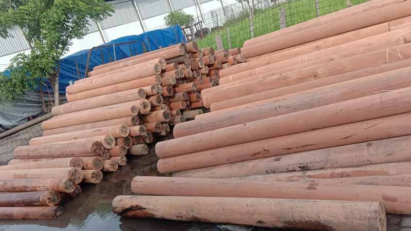 Mengupas Karakteristik Kayu Karet Dan Potensi Yang Dimiliki 23 mengenal karakteristik kayu karet