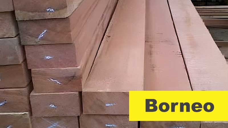 Jenis kayu Kaso borneo