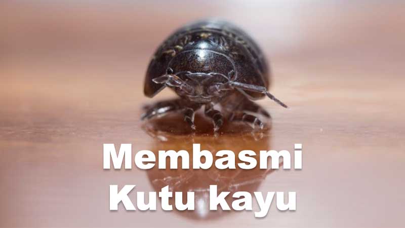 Cara Ampuh dan Praktis Membasmi Kutu Kayu di Rumah 175 cara membasmi kutu kayu 3