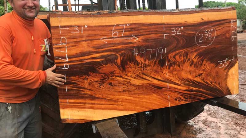 7 Deretan Kayu Termahal Di Dunia, Sampai Setara Emas? 18 Tigerwood kayu termahal dunia