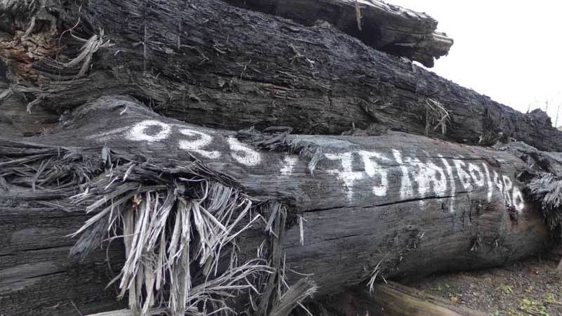 kayu Bog Oak warna hitam