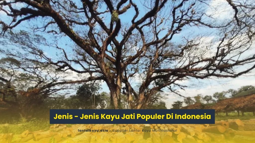 Jenis - Jenis Kayu Jati Populer Di Indonesia 151 Jenis Kayu Jati Populer Di Indonesia