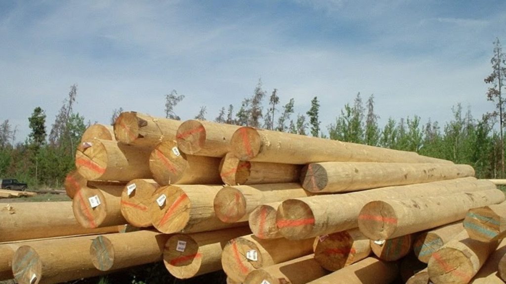 Jenis Kayu Jati Populer Di Indonesia